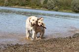 LABRADOR 204